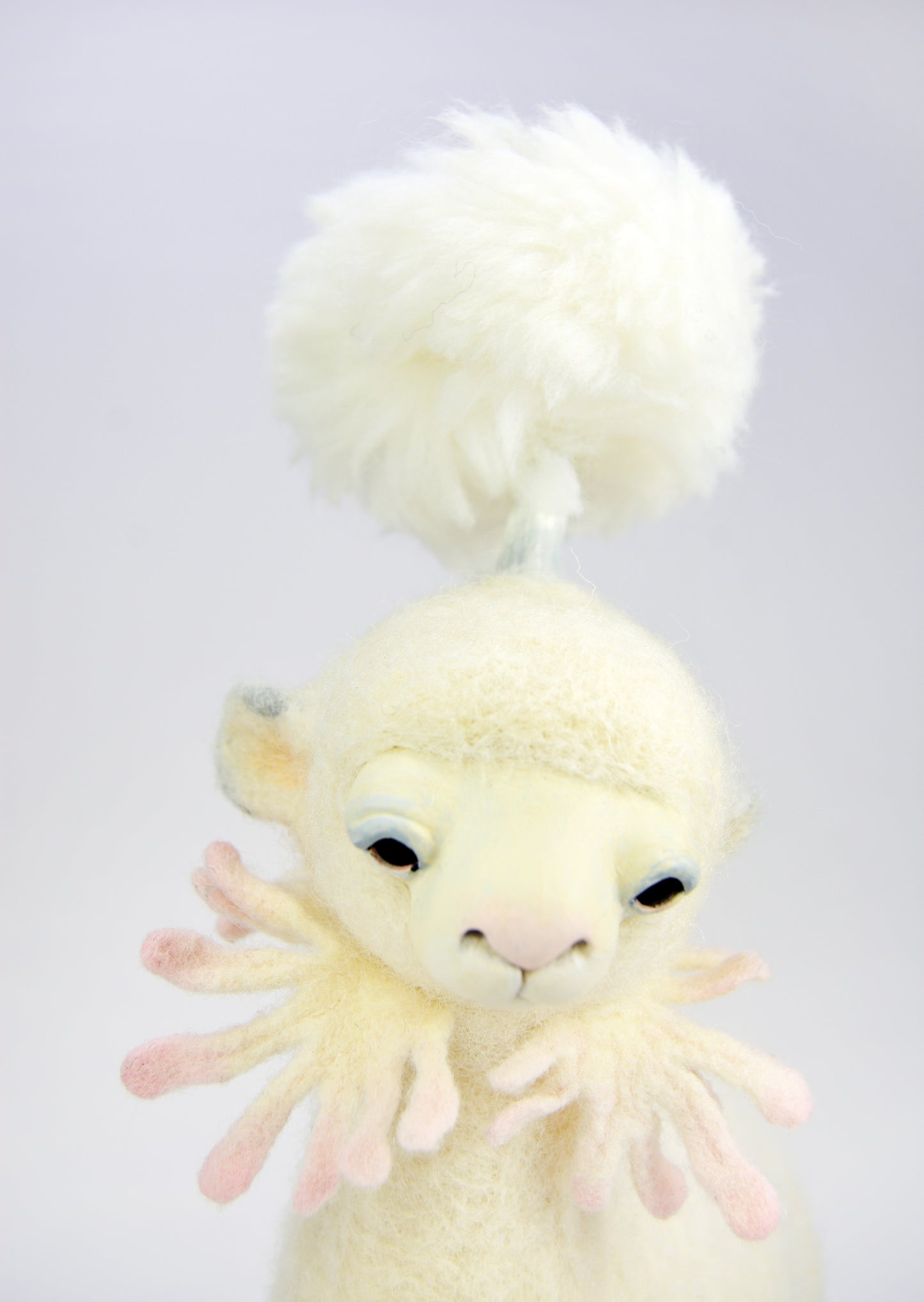 Lambkin 1